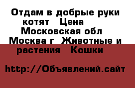 Отдам в добрые руки котят › Цена ­ 10 - Московская обл., Москва г. Животные и растения » Кошки   